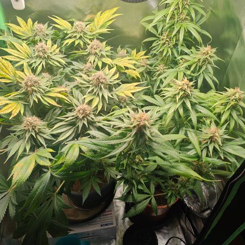 Critical (RQS) & Super- Skunk growlog timeline photo