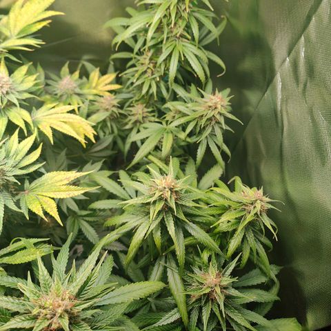 Critical (RQS) & Super- Skunk growlog timeline photo