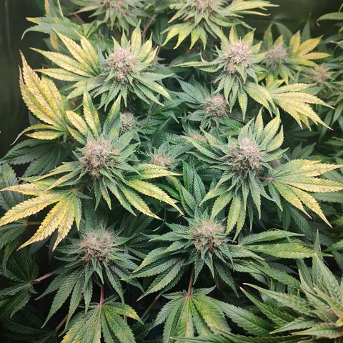 Critical (RQS) & Super- Skunk growlog timeline photo