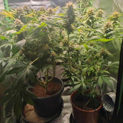Critical (RQS) & Super- Skunk growlog timeline photo