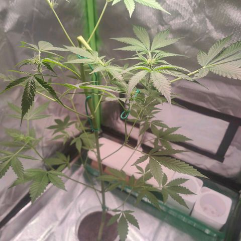Bubble Gum x OG Kush x Critical Auto growlog timeline photo