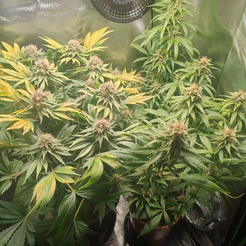 Critical (RQS) & Super- Skunk growlog timeline photo