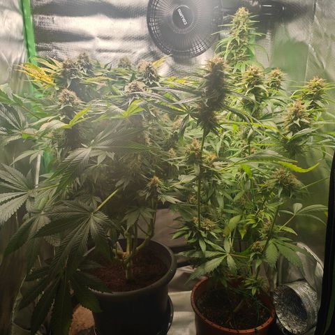 Critical (RQS) & Super- Skunk growlog timeline photo