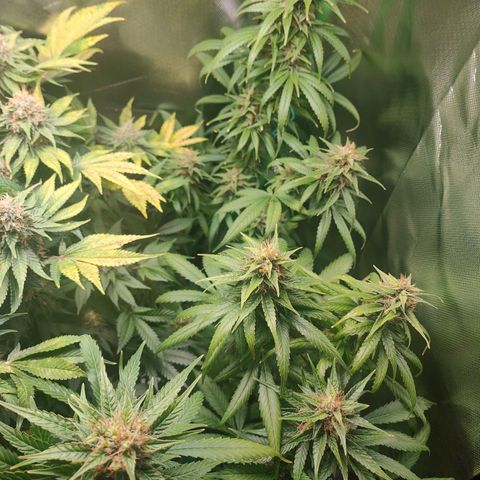 Critical (RQS) & Super- Skunk growlog timeline photo
