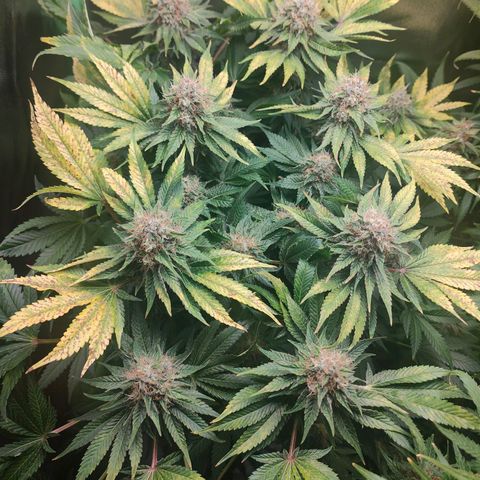 Critical (RQS) & Super- Skunk growlog timeline photo