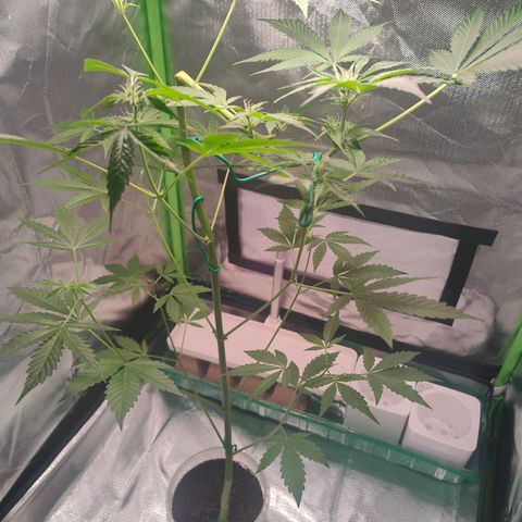 Bubble Gum x OG Kush x Critical Auto growlog timeline photo