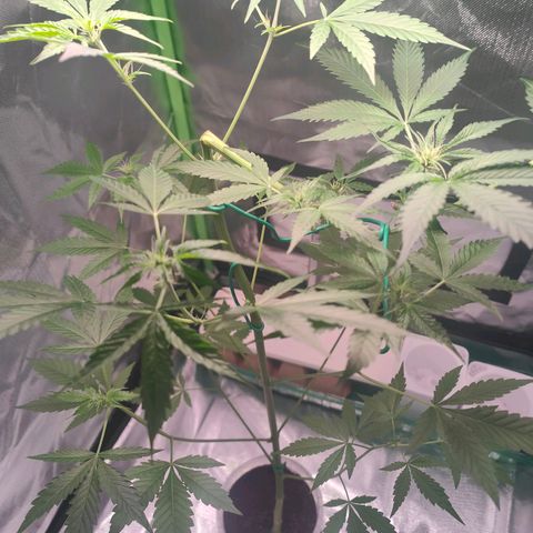 Bubble Gum x OG Kush x Critical Auto growlog timeline photo