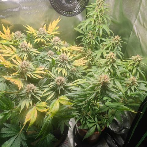 Critical (RQS) & Super- Skunk growlog timeline photo