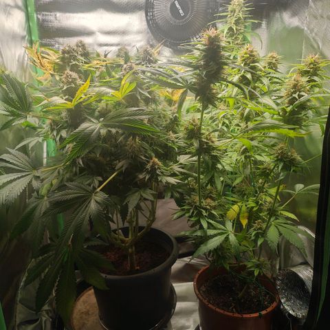 Critical (RQS) & Super- Skunk growlog timeline photo