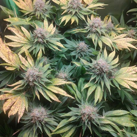 Critical (RQS) & Super- Skunk growlog timeline photo
