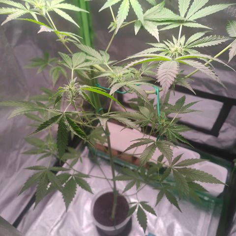 Bubble Gum x OG Kush x Critical Auto growlog timeline photo