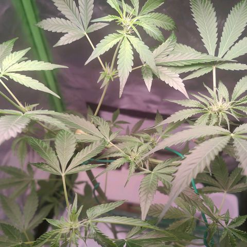 Bubble Gum x OG Kush x Critical Auto growlog timeline photo