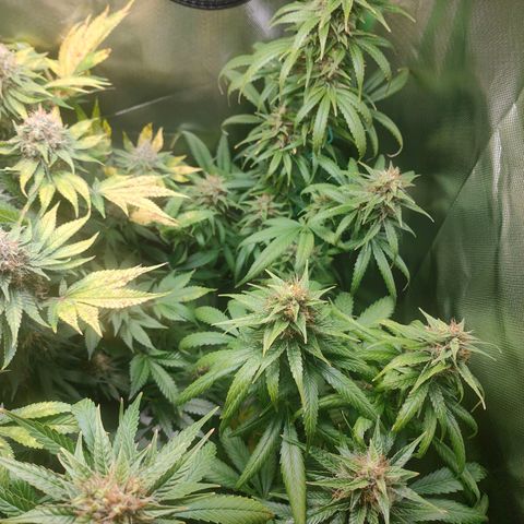 Critical (RQS) & Super- Skunk growlog timeline photo