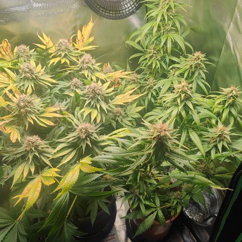 Critical (RQS) & Super- Skunk growlog photo: Seit gestern mit ph korrigiertem Wasser spülen.