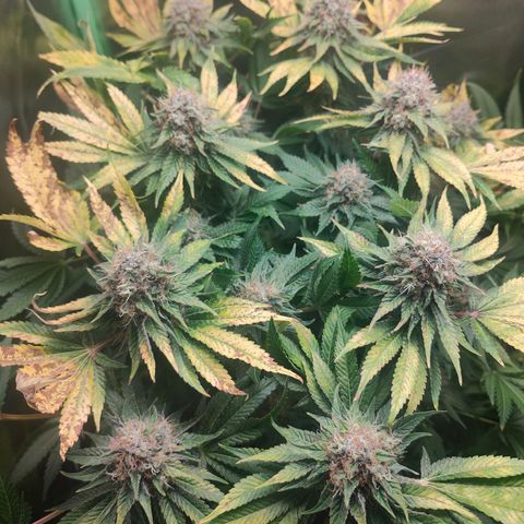 Critical (RQS) & Super- Skunk growlog photo: Seit gestern mit ph korrigiertem Wasser spülen.