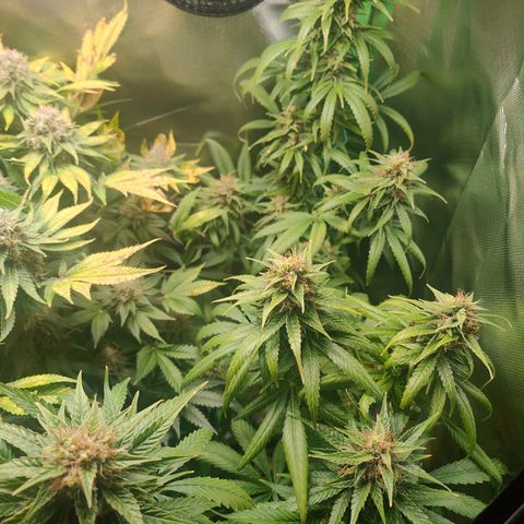 Critical (RQS) & Super- Skunk growlog photo: Seit gestern mit ph korrigiertem Wasser spülen.