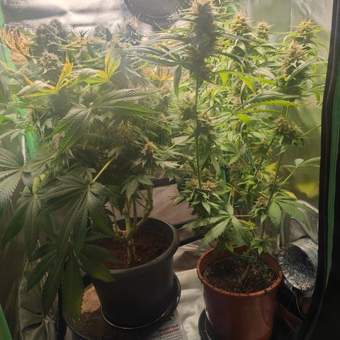 Critical (RQS) & Super- Skunk growlog photo: Seit gestern mit ph korrigiertem Wasser spülen.