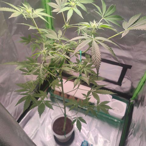 Bubble Gum x OG Kush x Critical Auto growlog timeline photo