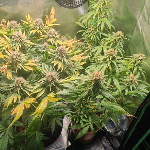 Critical (RQS) & Super- Skunk growlog photo: Flush mit ph korrigiertem Wasser 