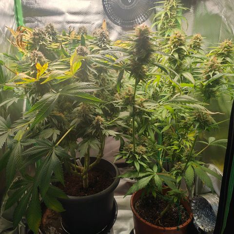 Critical (RQS) & Super- Skunk growlog photo: Flush mit ph korrigiertem Wasser 