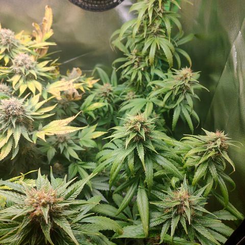 Critical (RQS) & Super- Skunk growlog photo: Flush mit ph korrigiertem Wasser 
