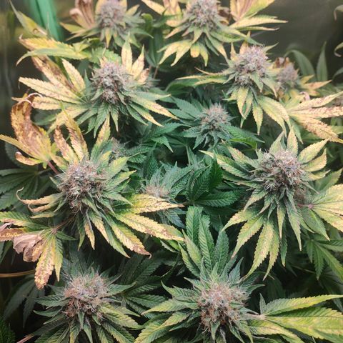 Critical (RQS) & Super- Skunk growlog photo: Flush mit ph korrigiertem Wasser 