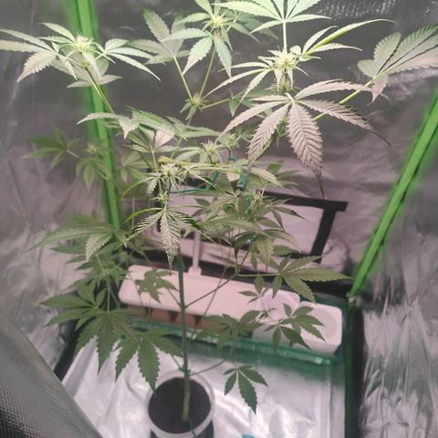 Bubble Gum x OG Kush x Critical Auto growlog timeline photo