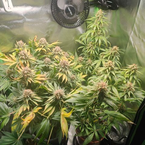 Critical (RQS) & Super- Skunk growlog timeline photo