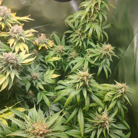 Critical (RQS) & Super- Skunk growlog timeline photo
