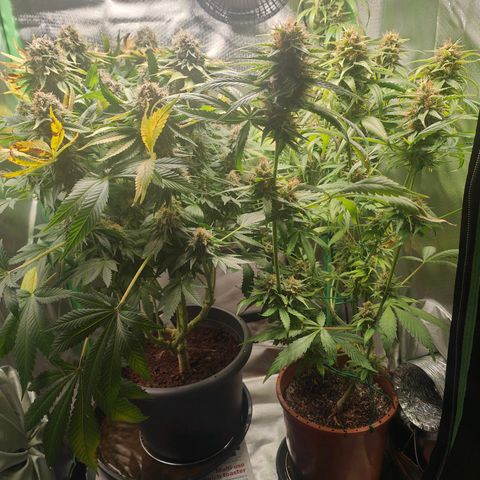 Critical (RQS) & Super- Skunk growlog timeline photo