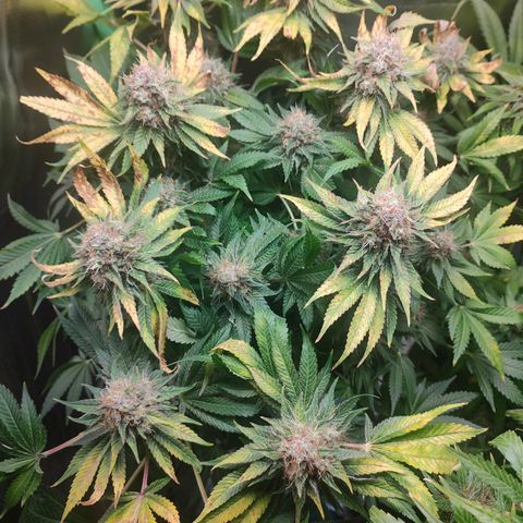 Critical (RQS) & Super- Skunk growlog timeline photo