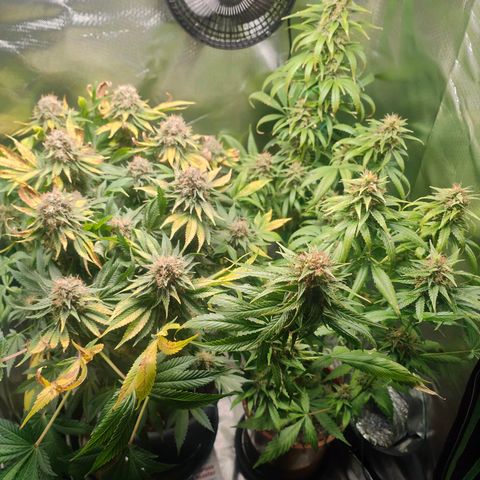 Critical (RQS) & Super- Skunk growlog timeline photo