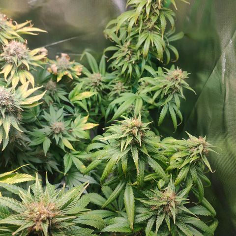 Critical (RQS) & Super- Skunk growlog timeline photo
