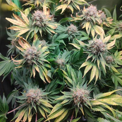 Critical (RQS) & Super- Skunk growlog timeline photo