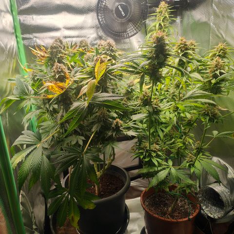 Critical (RQS) & Super- Skunk growlog timeline photo
