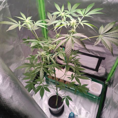 Bubble Gum x OG Kush x Critical Auto growlog timeline photo