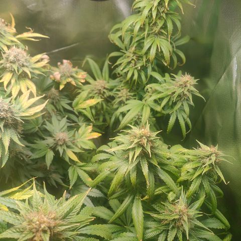 Critical (RQS) & Super- Skunk growlog photo: Erster von 3 Tagen ohne Wasser - letzter Tag mit 12h Licht. Ab heute Abend 48h dunkel! 😊