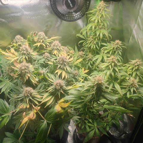 Critical (RQS) & Super- Skunk growlog photo: Erster von 3 Tagen ohne Wasser - letzter Tag mit 12h Licht. Ab heute Abend 48h dunkel! 😊