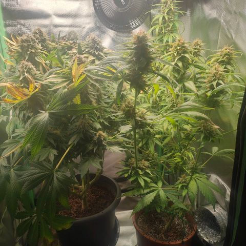 Critical (RQS) & Super- Skunk growlog photo: Erster von 3 Tagen ohne Wasser - letzter Tag mit 12h Licht. Ab heute Abend 48h dunkel! 😊