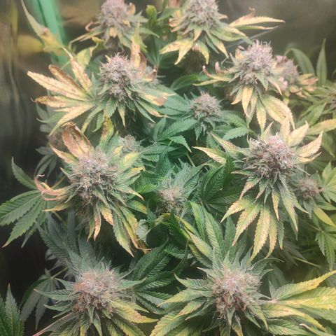 Critical (RQS) & Super- Skunk growlog photo: Erster von 3 Tagen ohne Wasser - letzter Tag mit 12h Licht. Ab heute Abend 48h dunkel! 😊