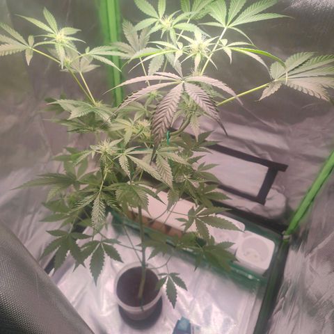 Bubble Gum x OG Kush x Critical Auto growlog photo: Letzter Tag in unter der 10w Lampe 😅 ab morgen 100w 🙈 ob sie das überlebt?!