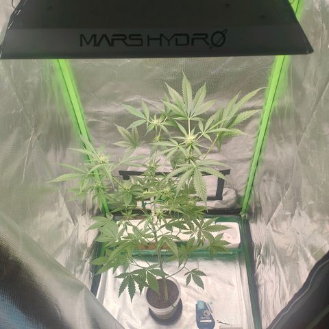 Bubble Gum x OG Kush x Critical Auto growlog photo: Na mal gucken ob sie die 100w verträgt 🙈
