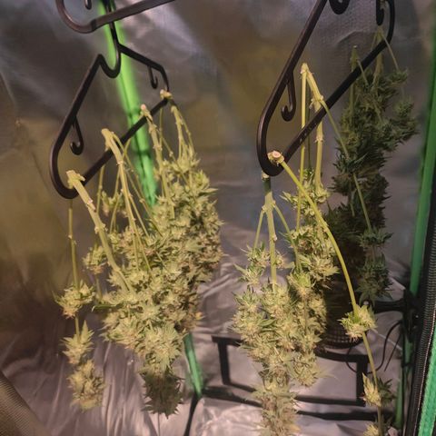 Critical (RQS) & Super- Skunk growlog photo: Critta hat es hinter sich 😅 vergessen n Foto zu machen.. 😬 aber das sind die Wurzeln & da hängt die süße Maus. Sieht gut aus!! & Stinkt ordentlich 😅🙈