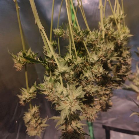 Critical (RQS) & Super- Skunk growlog photo: Critta hat es hinter sich 😅 vergessen n Foto zu machen.. 😬 aber das sind die Wurzeln & da hängt die süße Maus. Sieht gut aus!! & Stinkt ordentlich 😅🙈