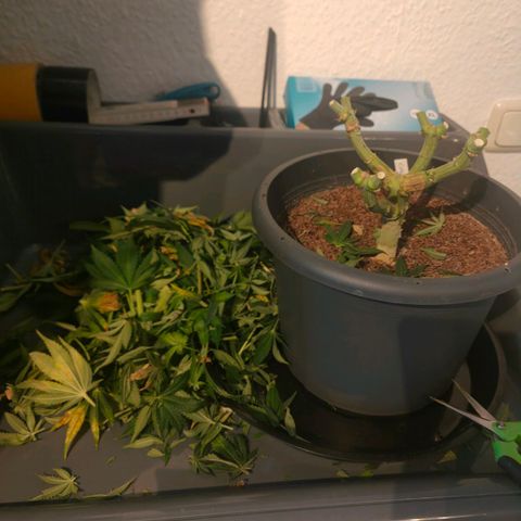 Critical (RQS) & Super- Skunk growlog photo: Critta hat es hinter sich 😅 vergessen n Foto zu machen.. 😬 aber das sind die Wurzeln & da hängt die süße Maus. Sieht gut aus!! & Stinkt ordentlich 😅🙈