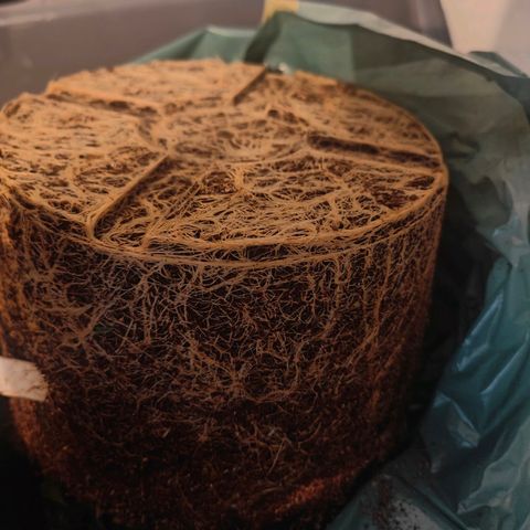 Critical (RQS) & Super- Skunk growlog photo: Critta hat es hinter sich 😅 vergessen n Foto zu machen.. 😬 aber das sind die Wurzeln & da hängt die süße Maus. Sieht gut aus!! & Stinkt ordentlich 😅🙈
