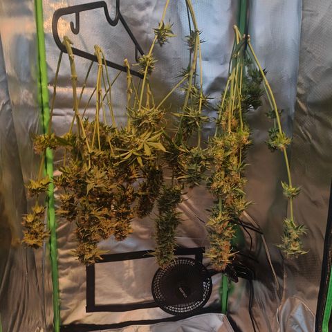 Critical (RQS) & Super- Skunk growlog photo: Skunky sieht auch gut aus! War knapp mitm Platz! 😅🙈😬