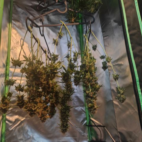 Critical (RQS) & Super- Skunk growlog photo: Skunky sieht auch gut aus! War knapp mitm Platz! 😅🙈😬