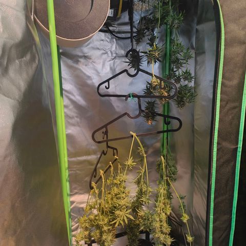 Critical (RQS) & Super- Skunk growlog photo: Skunky sieht auch gut aus! War knapp mitm Platz! 😅🙈😬