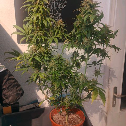 Critical (RQS) & Super- Skunk growlog photo: Skunky sieht auch gut aus! War knapp mitm Platz! 😅🙈😬